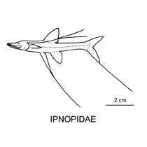Line drawing of ipnopidae